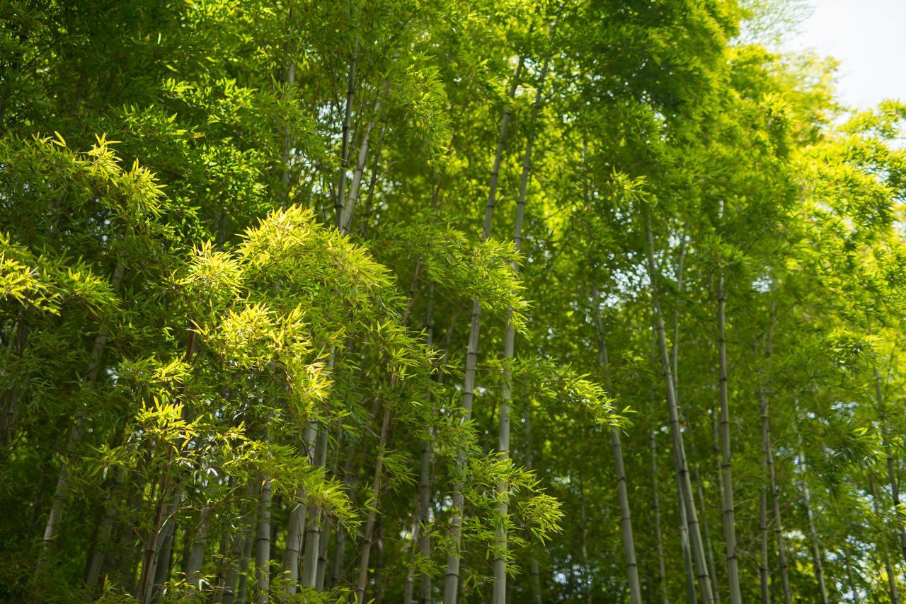 Kyoto Chikuan Apartment Ngoại thất bức ảnh